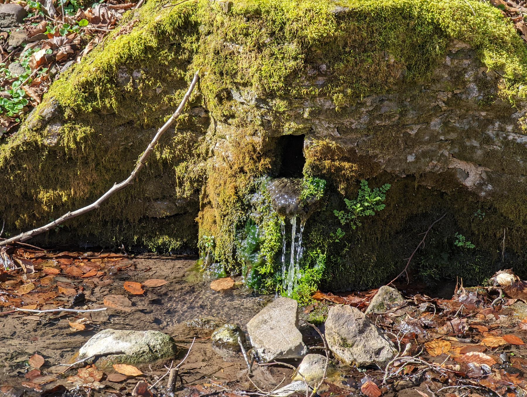 Quelle Förstersbrunnen in Grebenhain-Zahmen