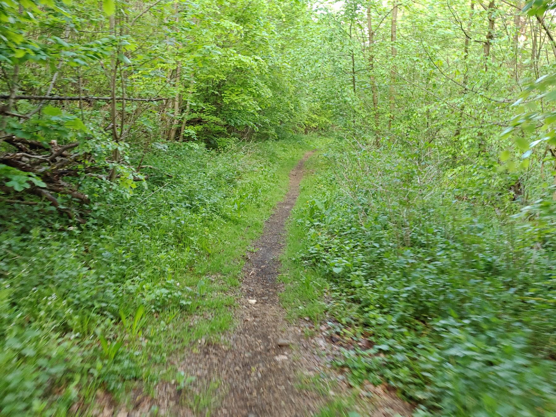 Strecke Fuchstrail im Vogelsberg