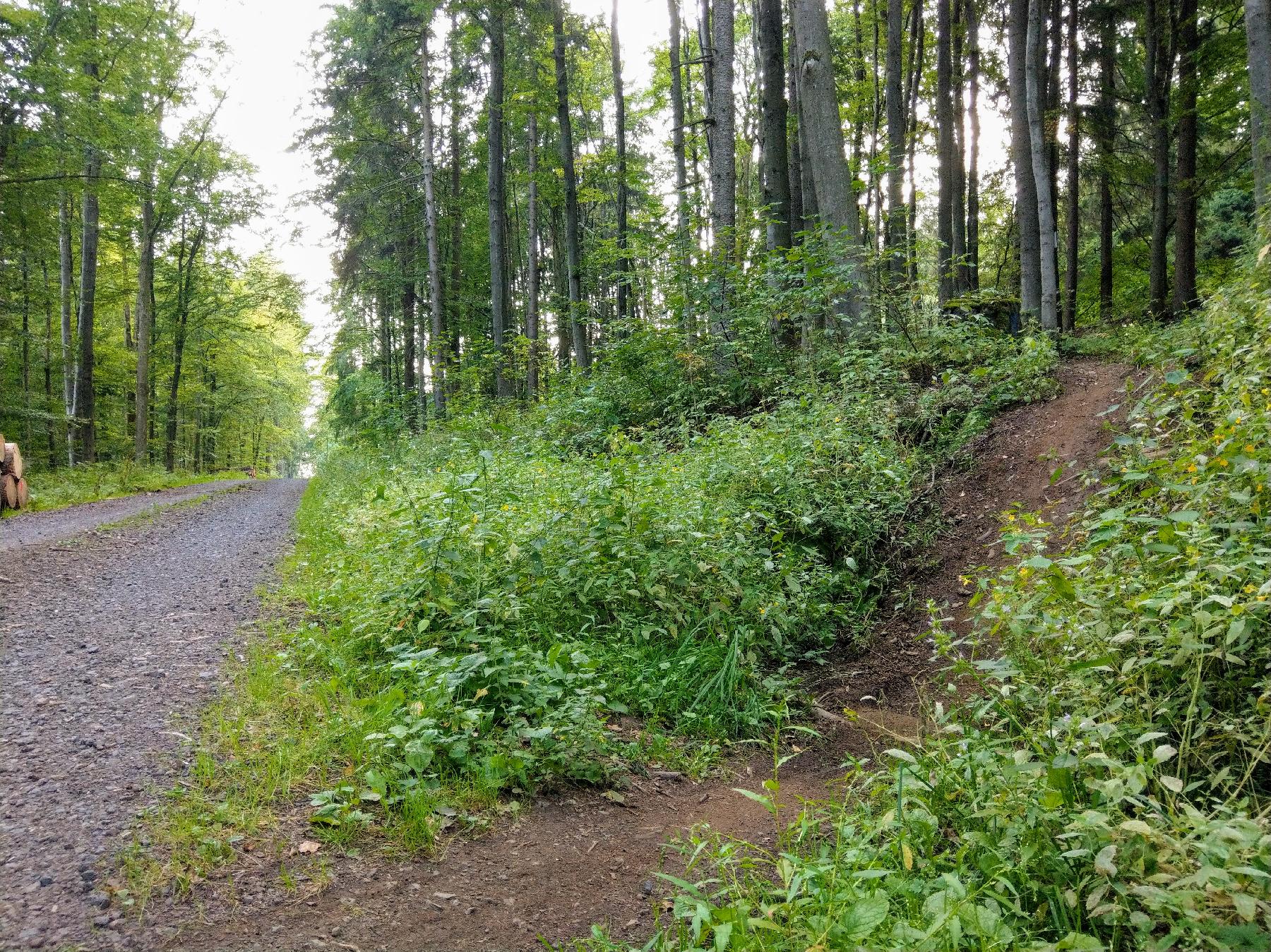 Strecke Hirschtrail im Vogelsberg