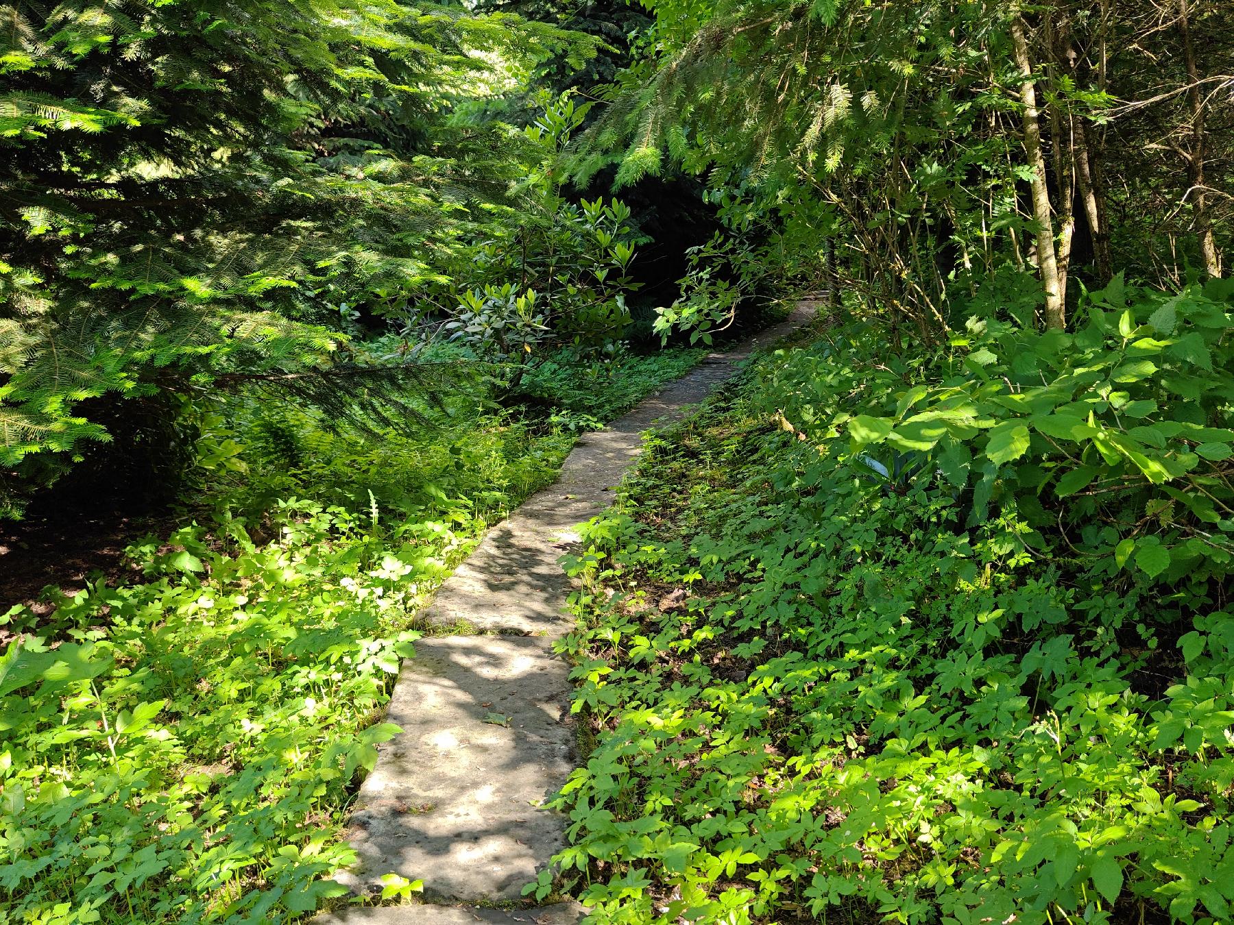 Biotop Rhododendrongarten Nösberts-Weidmoos in Grebenhain-Nösberts-Weidmoos