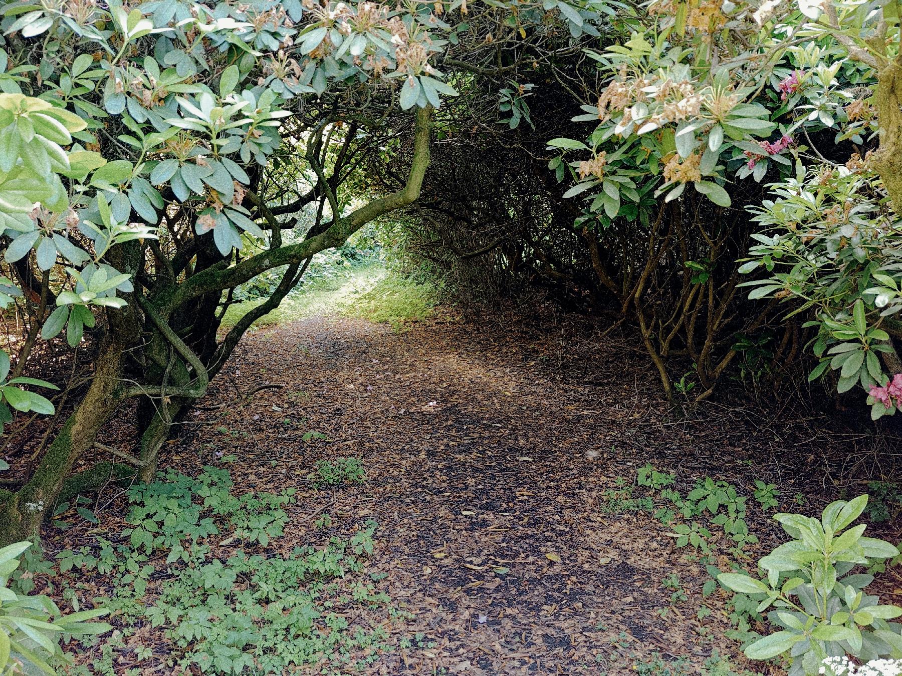 Biotop Rhododendrongarten Nösberts-Weidmoos in Grebenhain-Nösberts-Weidmoos