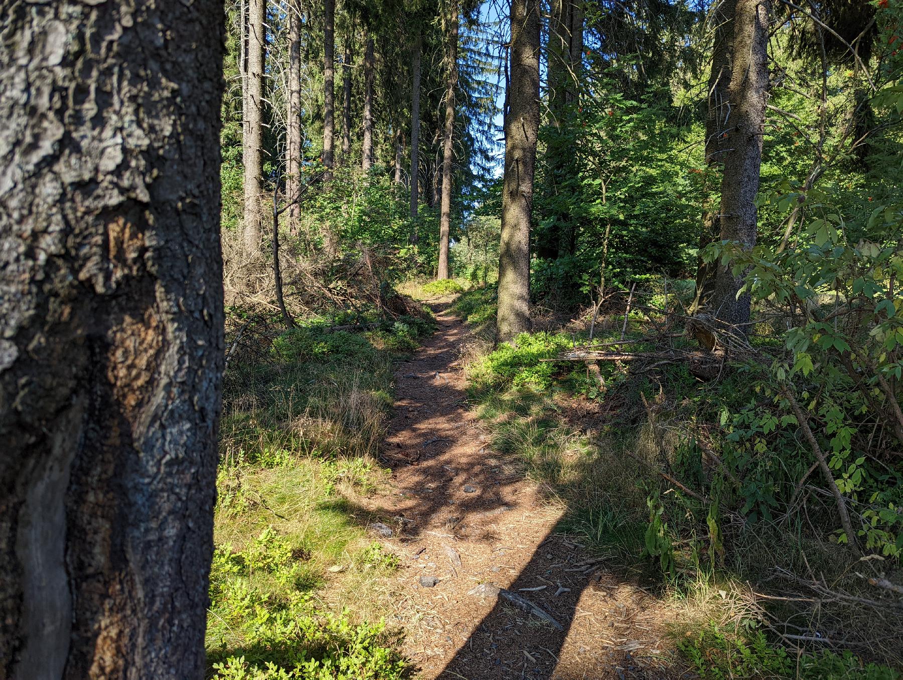 Strecke Wildsautrail im Vogelsberg